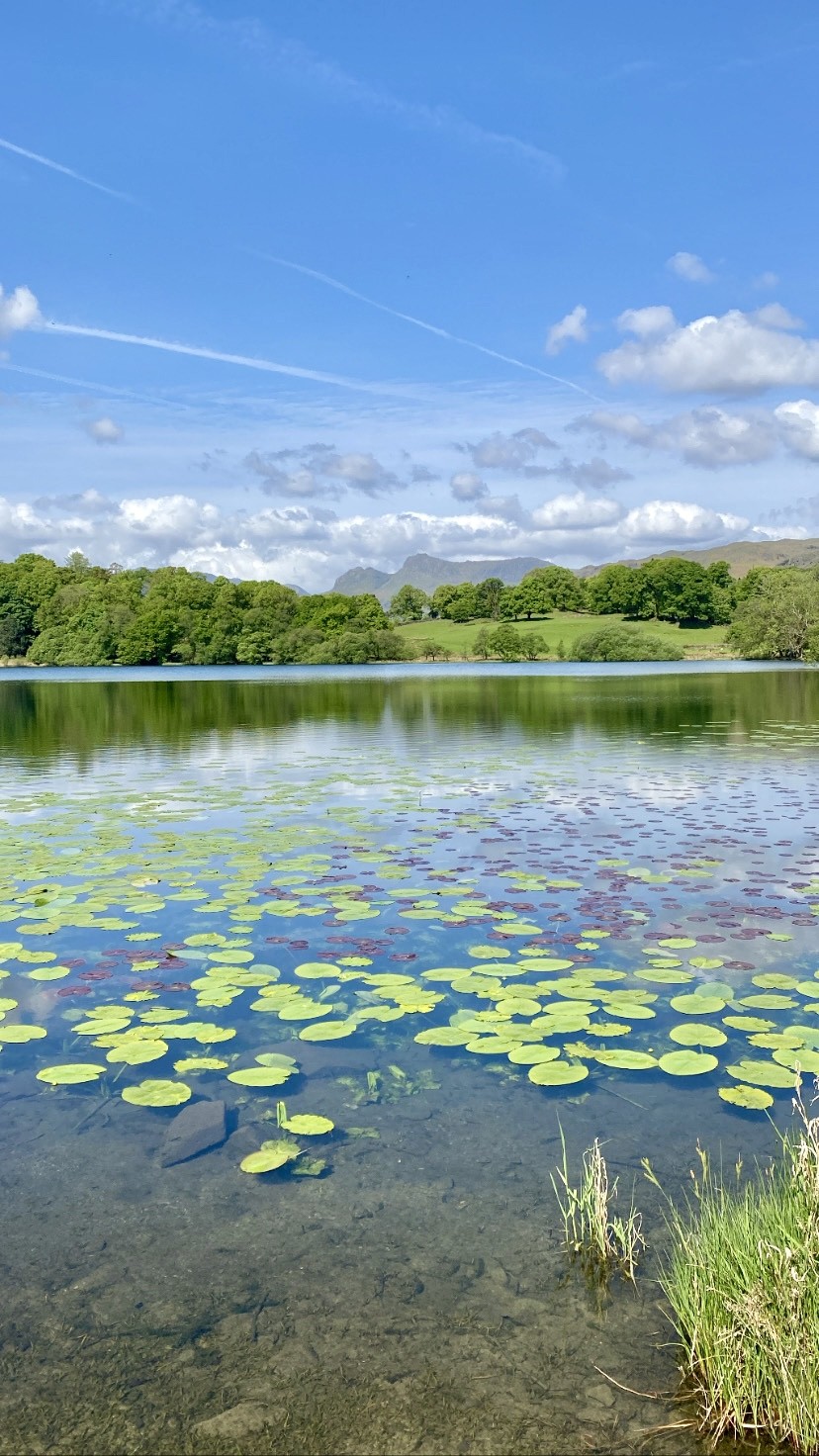 Lily pads on the water at Loughrigg Tarn with a view of the Langdale Pikes in the background.