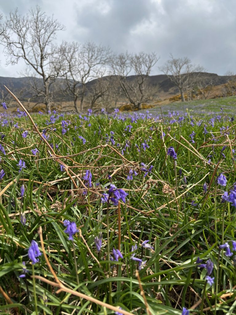 native British bluebells
